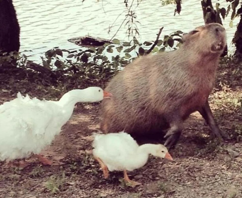 Create meme: the capybara , a huge capybara, capybara and goose