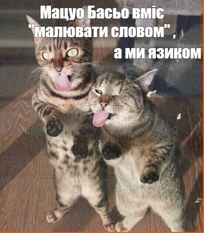 Create meme: fun with cats , cat , funny cats 