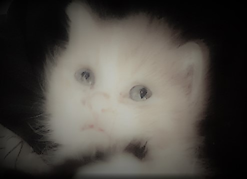 Create meme: Angora cat, cat , kitty 