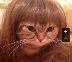 Создать мем: котики, кошки, кот в парике