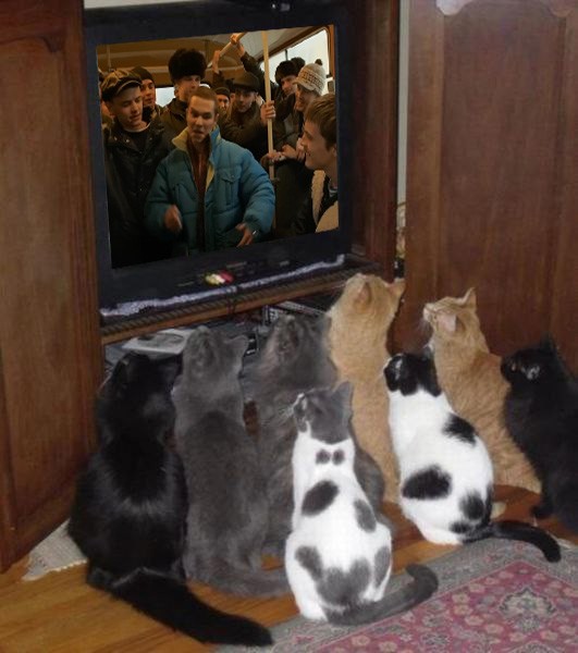 Создать мем: котик, кот на телевизоре, кот перед телевизором
