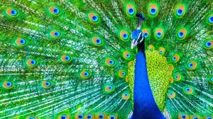 Create meme: peacock full, peacock Wallpaper, peacock bird