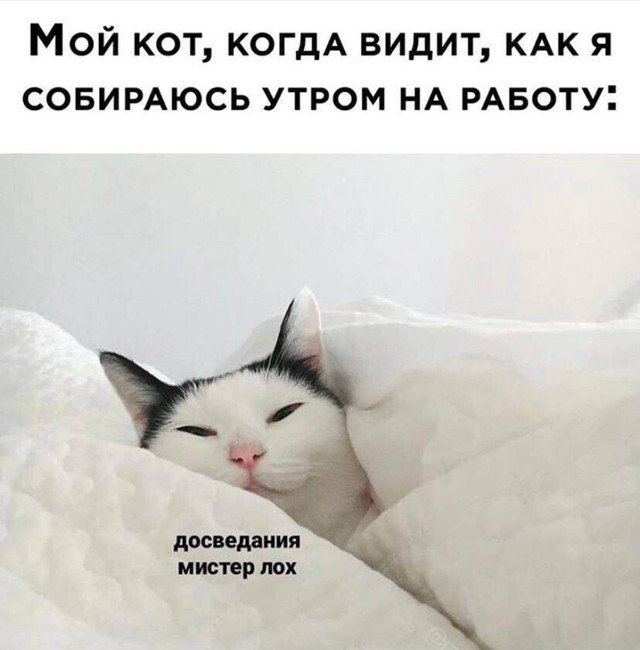 Create meme: to work in the morning, the awakened cat, cat 