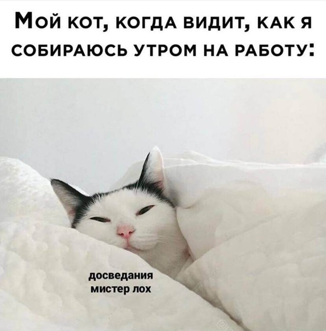 Создать мем: котик, утренний котик, кот