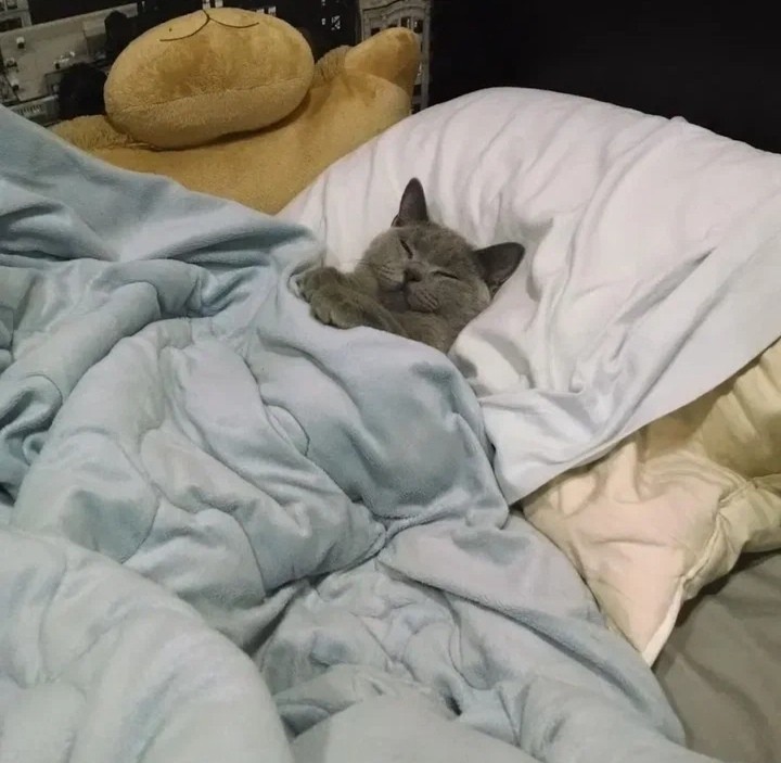 Создать мем: котик сонный, котики под одеялом, кот спит под одеялом