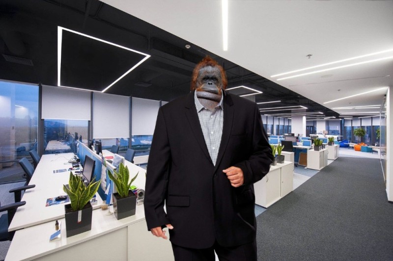Create meme: photo montage of a monkey, gorilla , gorilla in a suit
