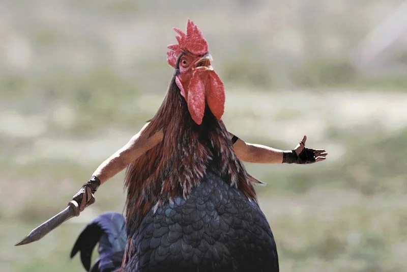 Create meme: birds , angry rooster, rooster 