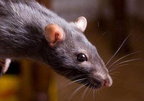 Create meme: rat , rat and mouse, rat Dumbo