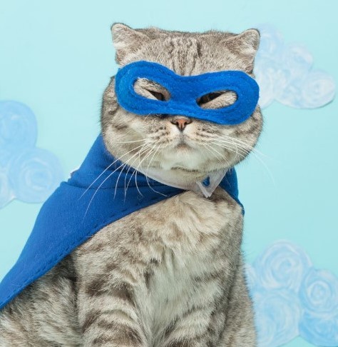 Create meme: hero cat, the cat in the superhero cape, the masked superhero cat