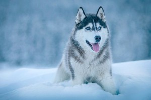 Create meme: husky in the snow, of Wallpapers images of husky with blue eyes, dog husky