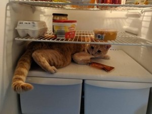 Создать мем: кот любитель холодильника, животные смешные, кошка в холодильнике