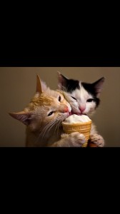 Создать мем: котик мороженое, кошки, Кошка