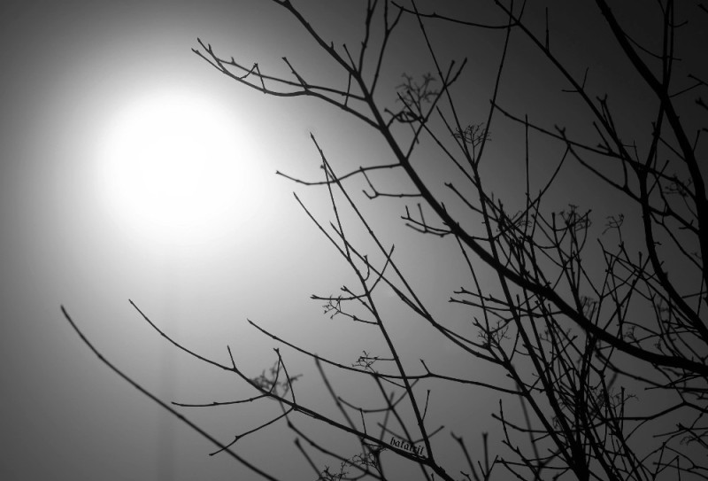 Create meme: darkness, a gloomy spring morning, branch