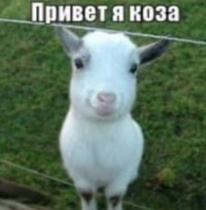 Create meme: goat, goat, goat
