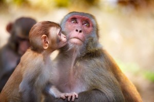 Создать мем: новорожденная макака резус, две обезьянки, макака обезьяна