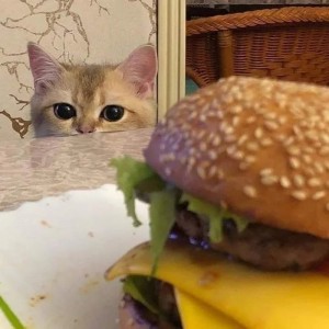 Создать мем: i can has cheezburger?, мемы с котами, мемный котик