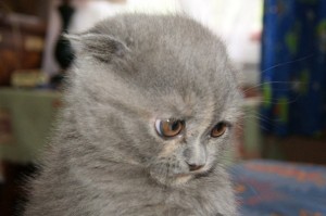 Create meme: cat Scottish, kittens Scottish fold, Scottish fold cat