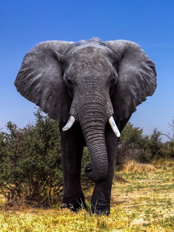 Создать мем: африка слон, африканский саванный слон, саванный слон