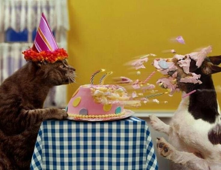 Create meme: happy birthday cat, Funny cat happy birthday, happy idle tu yu