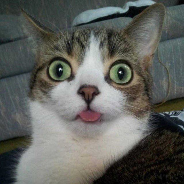 Create meme: cat , awesome cat, cat with tongue hanging out