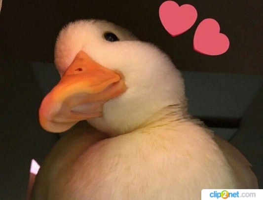 Create meme: cute goose, duck , cute duck