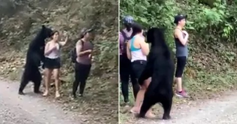Create meme: San Pedro Garza Garcia, meeting with a bear in the forest, A bear attacks a man
