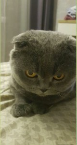 Create meme: Scottish fold cat grey, Scottish fold cat