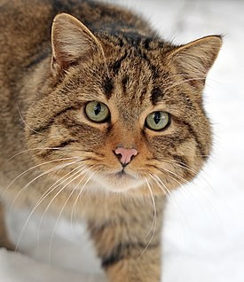 Create meme: european wild cat, siberian forest cat, wild cat