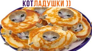Create meme: pancakes are cool, cat , the most funny animals 