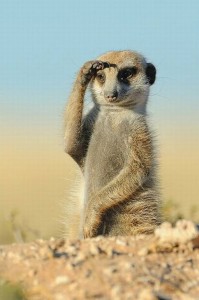 Create meme: meerkat funny, animal meerkat, meerkat