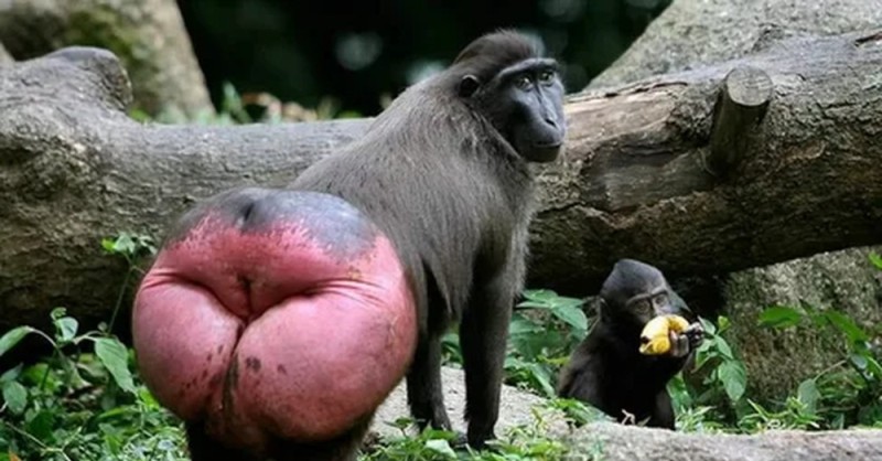 Create meme: butt monkey, monkey with a red booty, monkey with red ass