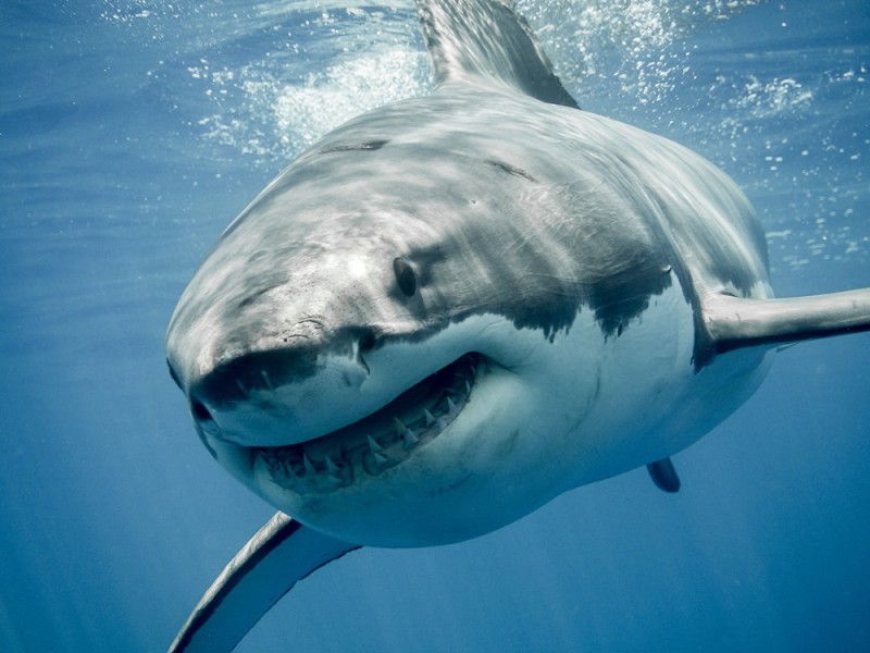 Создать мем: белая акула кархародон, гигантская акула, большая белая акула