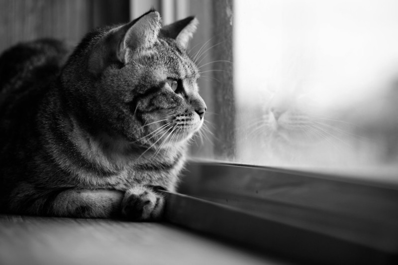Создать мем: грустная кошка, грустные коты, очень грустный кот