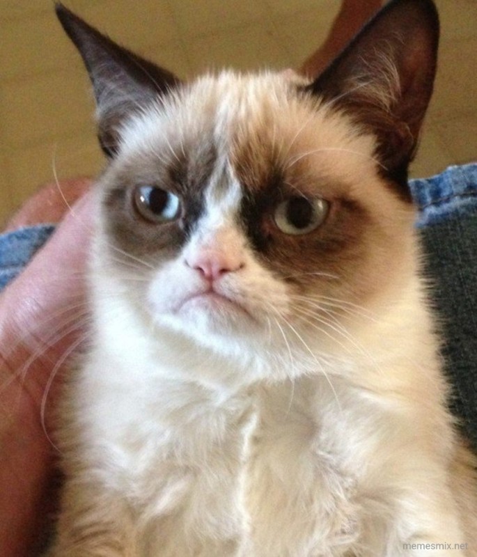 Создать мем: грампи кэт мемы, grumpy cat, недовольный кот