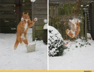 Create meme: funny cats, snowball, cat