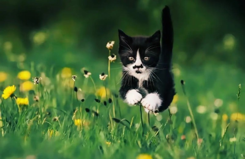 Create meme: cat in the grass, kitten in the grass, cat on the grass