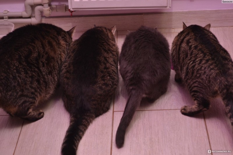 Create meme: fat cat , the cat and the cat , cats 