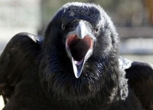 Create meme: crow