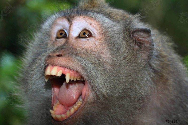 Create meme: monkey , wild monkey , the macaque is yelling