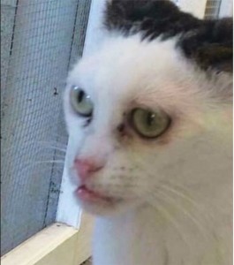 Create meme: the cat with a crooked face meme, srty cat