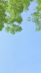Создать мем: leaf background, зеленая крона дерева, фотообои небо в деревьях