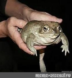 Создать мем: жаба лягушка, мем держи жабу, держи жабу оригинал