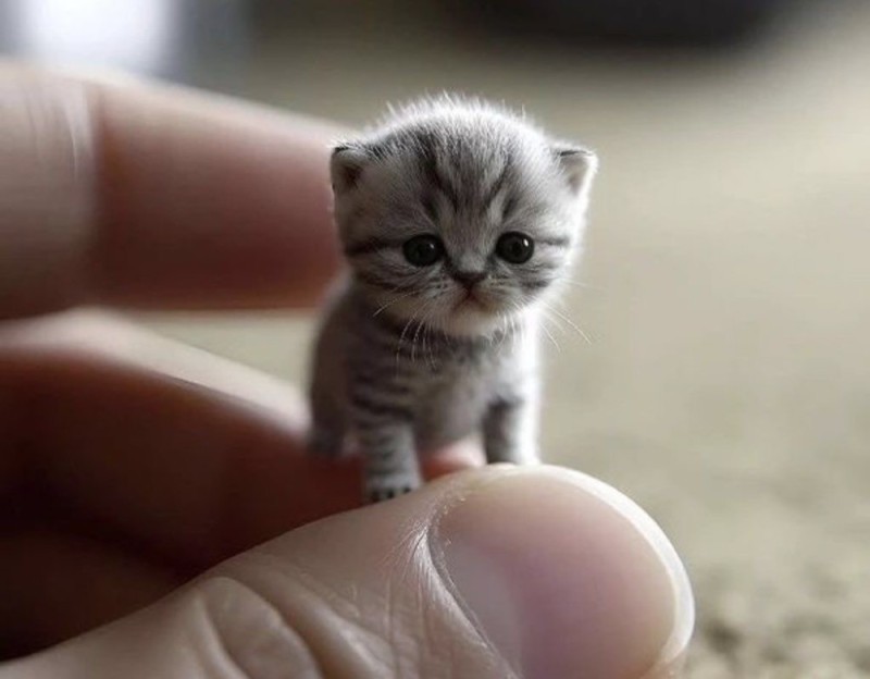 Create meme: animals cute, cute baby animals, cute cubs