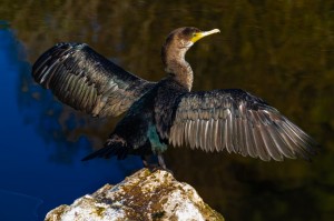 Создать мем: phalacrocorax carbo птица, баклан черноморский птица, большой баклан