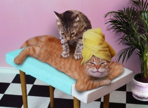 Создать мем: коты массаж, животные кошки, кот массажист