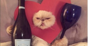 Создать мем: кот с бокалом вина мем, кот, котик с вином