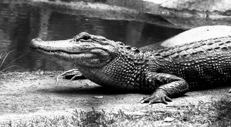 Создать мем: австралийский узкорылый крокодил, черный крокодил, крокодил аллигатор