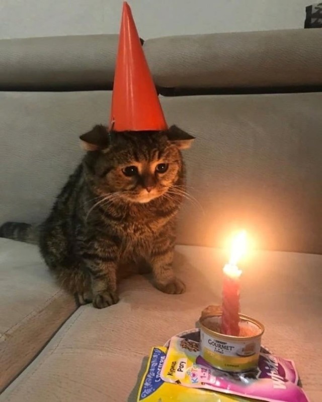 Создать мем: кот, день рожденья грустный праздник, поздравляю вы кот