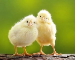 Create meme: small Chicks, yellow chick, the chick is cute