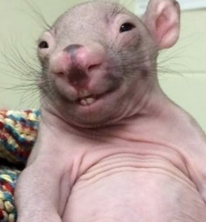 Create meme: bald rat meme, bald rat, wombat funny